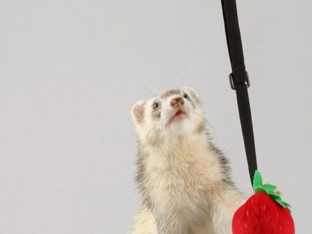 Marshall Pet Products Ferret Bungee Toy Platypus Pink 1ea One Size Online Sale