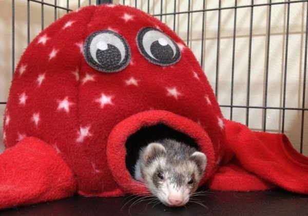 Marshall Pet Products Ferret Octo-Play Toy Octopus Red 1ea One Size For Sale